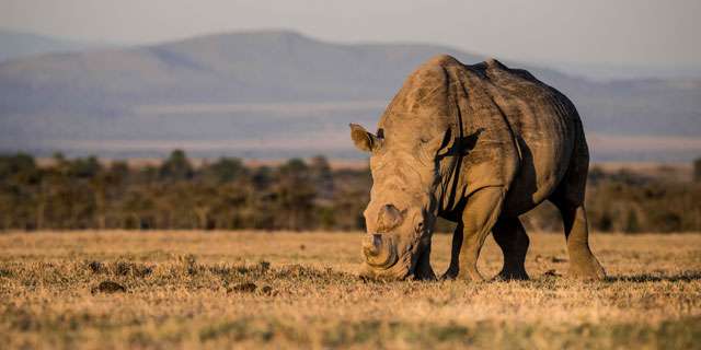 Ol Pejeta Conservancy