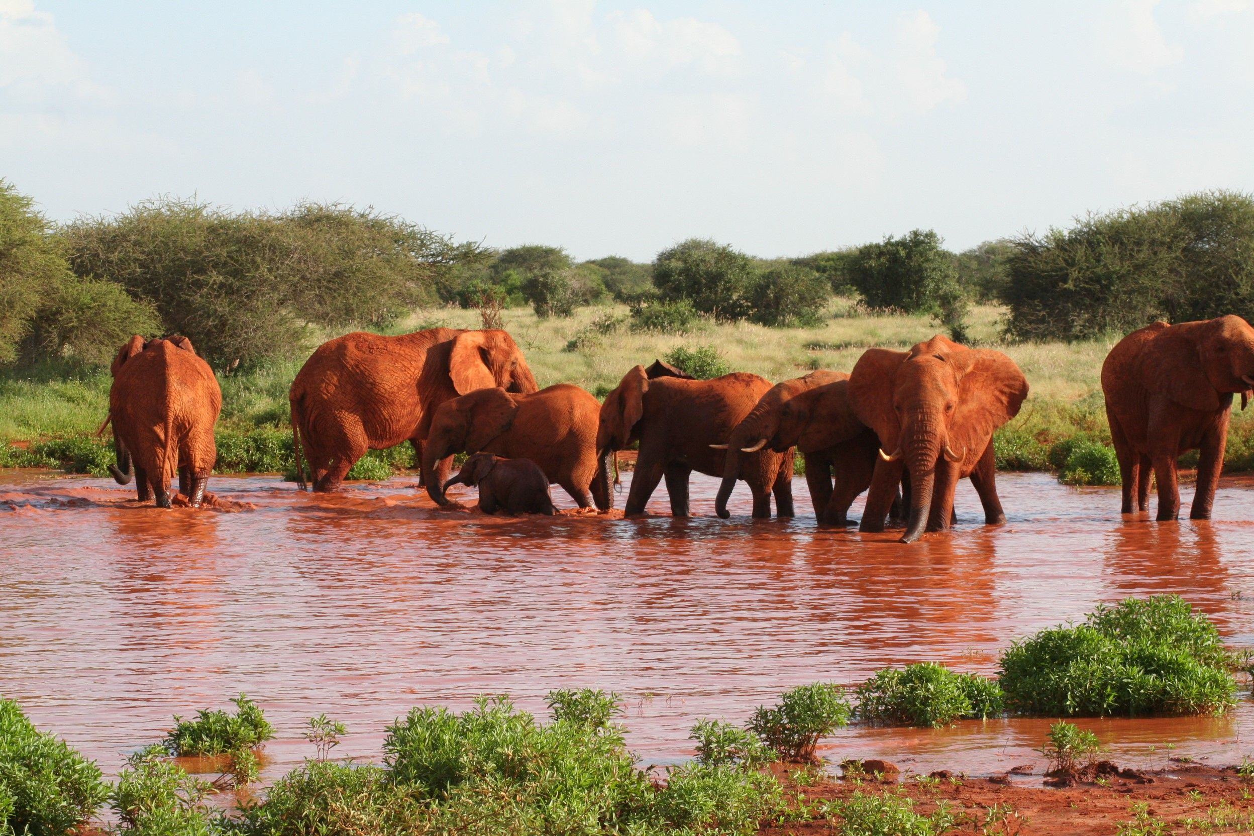 Tsavo